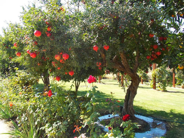Pomegranate Tree Güleysha